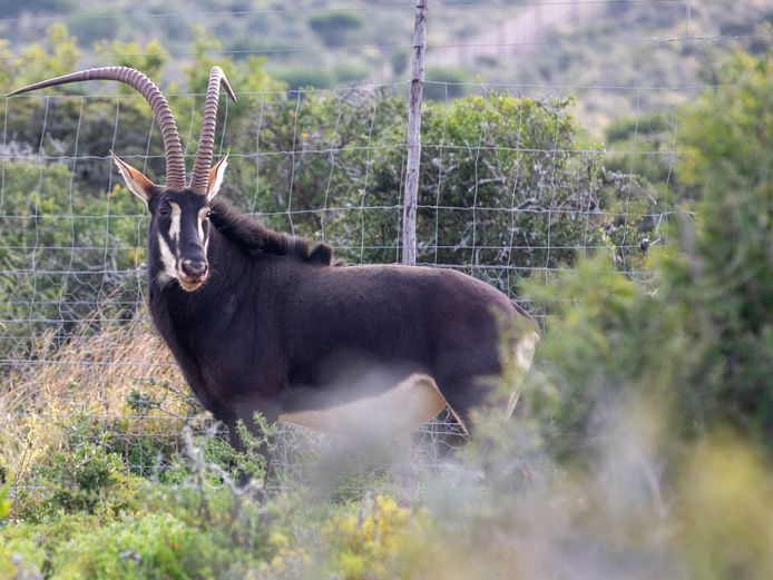 SABLE BULL | SIGNATURE WILDLIFE
