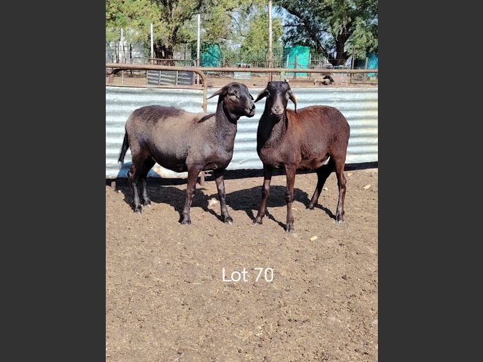 JAC 25-23 | Jacob's Share Meatmasters