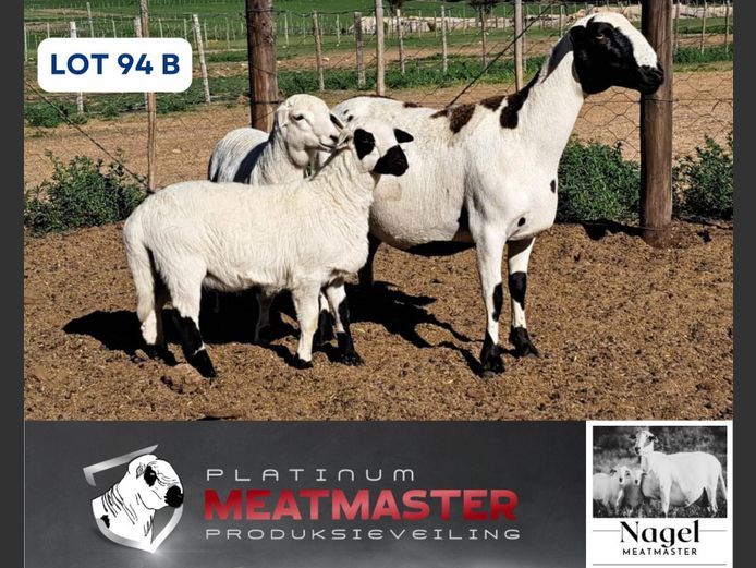 NM24 2956 | Hein Nagel - Nagel Meatmasters, Ladismith WK