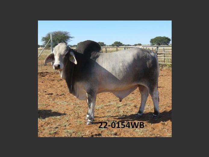 22-0154WB | WOKUMA BRAHMAN