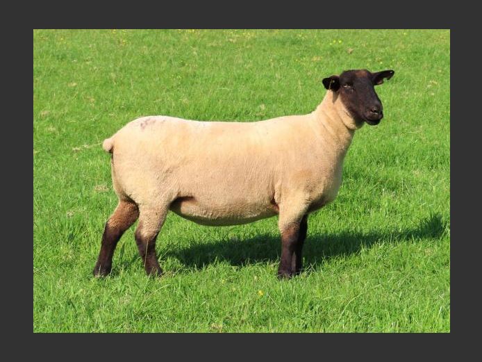 284240018 | OTTERKUIL BOERDERY