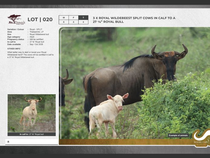 Wildebeest - Royal | Pamale Game Breeders