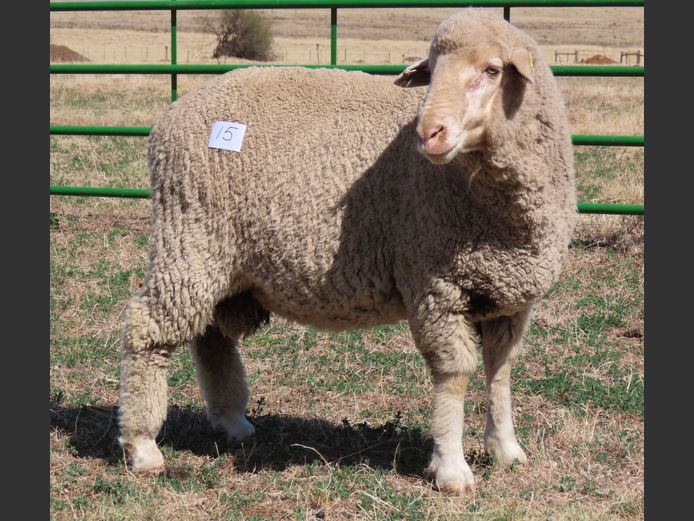 18 | Rooipoort Poenskop Merinos                
