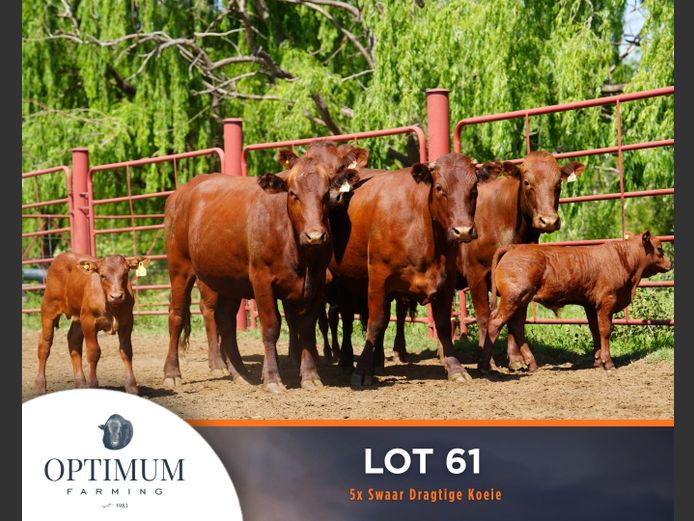 Commercial Animals | OPTIMUM FARMING M WIPPLINGER