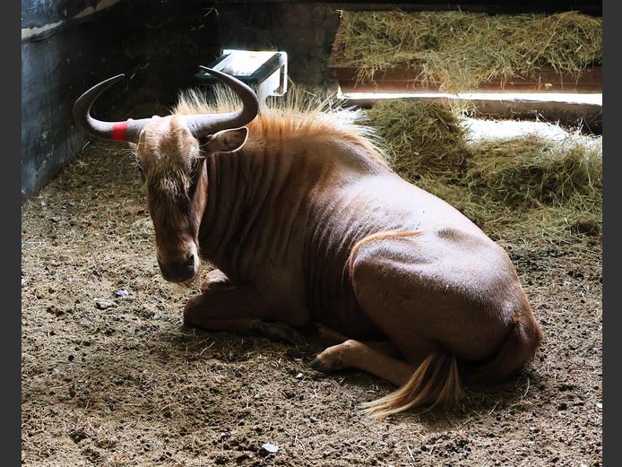 GOUE WILDEBEES | AL BADENHORST