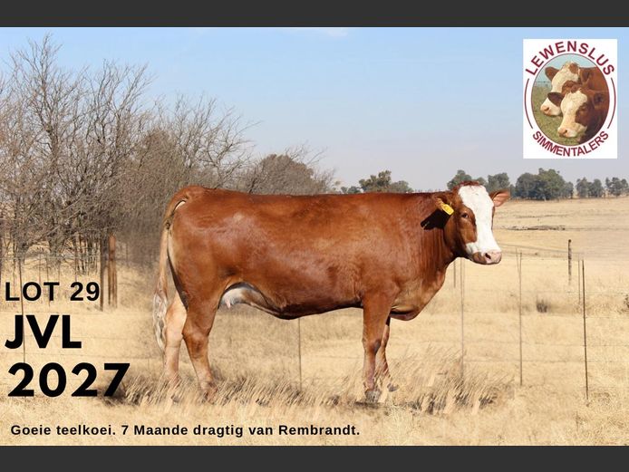 JVL2027 | JSH VAN DER LINGEN