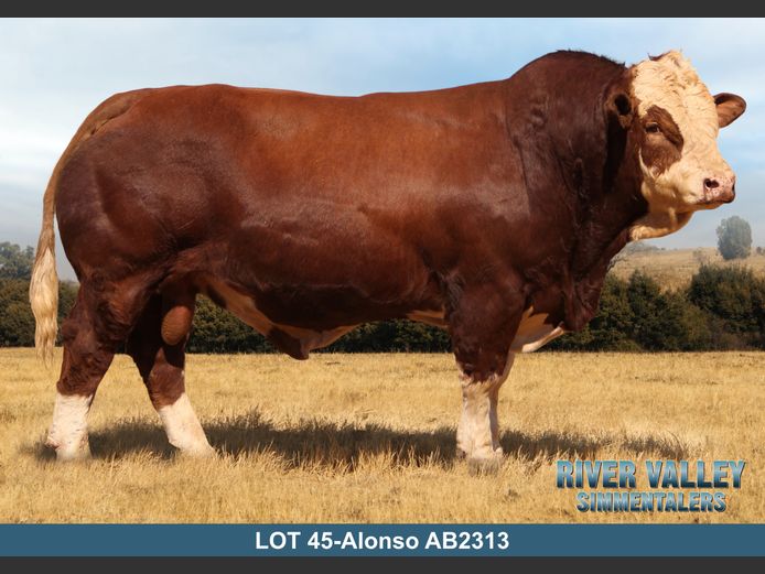 AB2313 | PA ABRAHAMSE