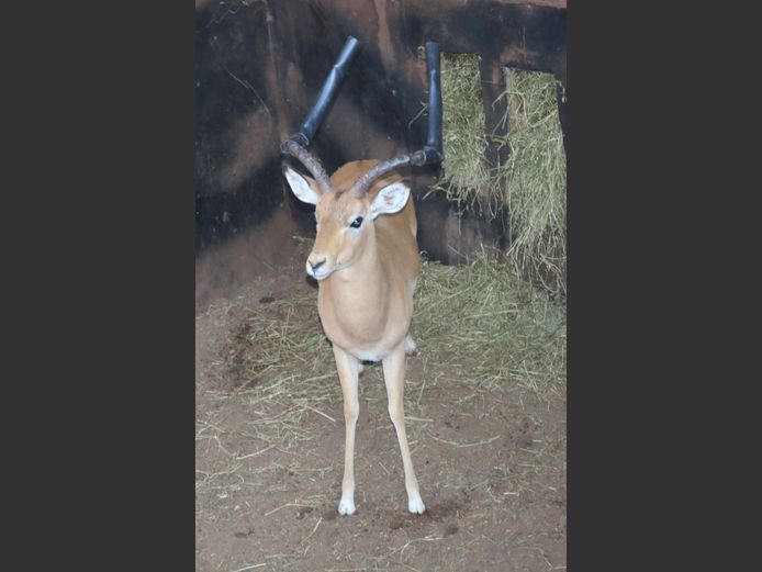 Rooibok