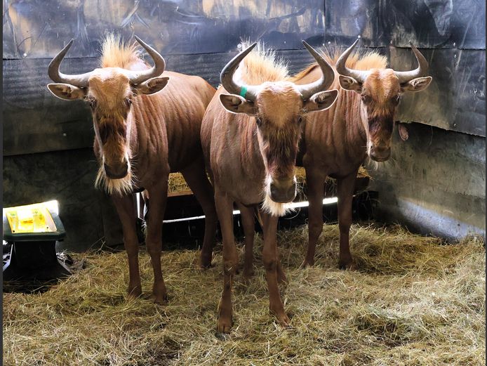 GOUE WILDEBEES | AL BADENHORST