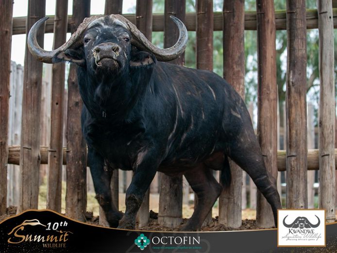 Mature Buffalo Bulls	