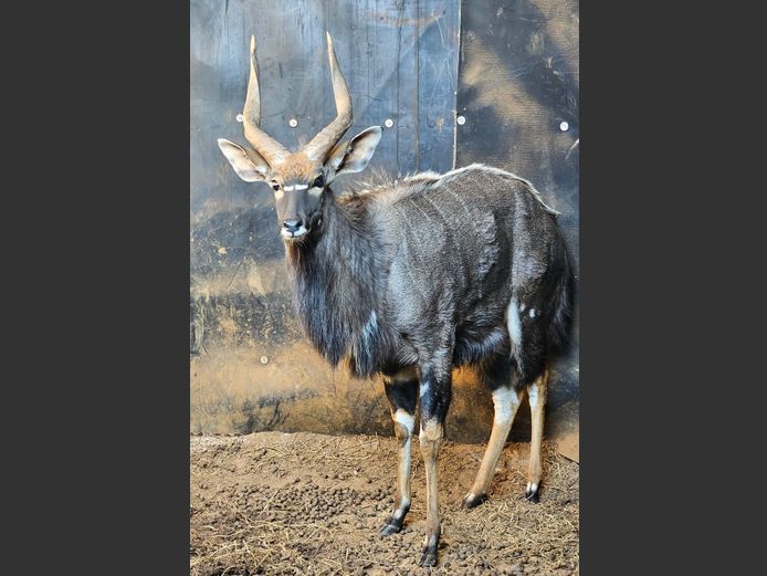 NYALA | J. DE KOK