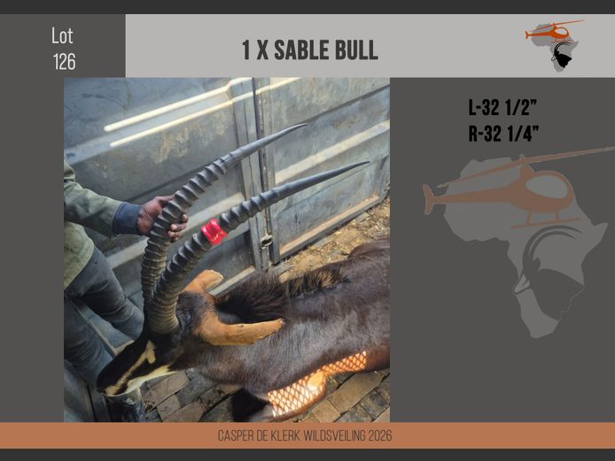 Sable (L-32 1/2" R-32 1/4")