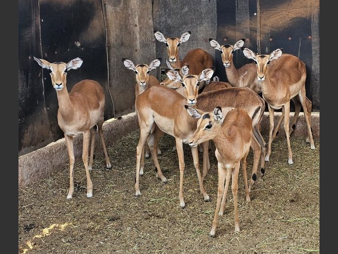 IMPALA | LIMPOPO STUDGAME