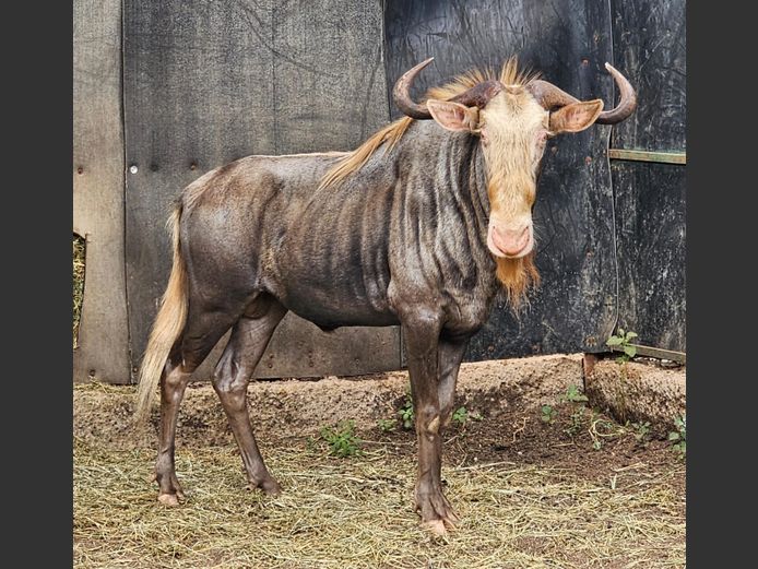 KING WILDEBEEST 28 ½” | HARLOU FAM