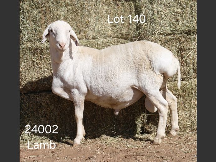 24002 | I SPANGENBERG