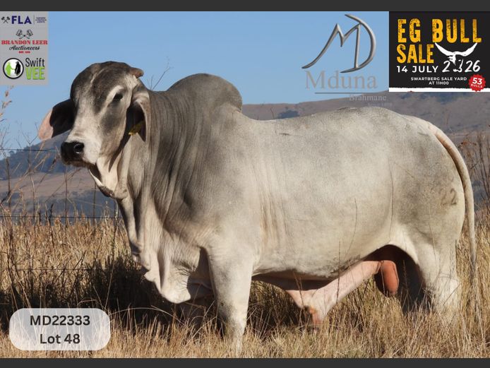 MD22333 | MDUNA BRAHMANS