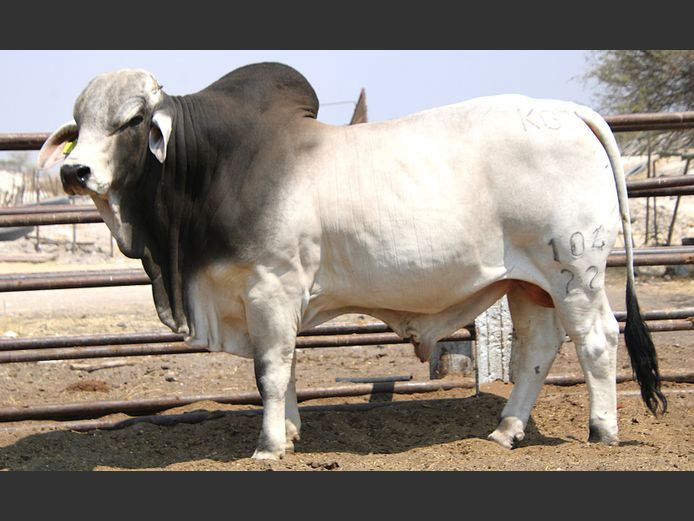 22-0104KG | MAKALANI BRAHMAN