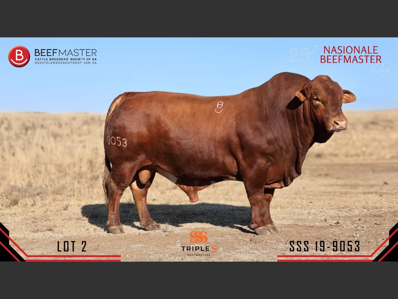 Lot 2 | 26STE NASIONALE BEEFMASTER VEILING | SwiftVEE | South Africa’s ...