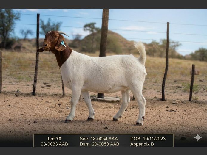 23-0033AAB | AC BOERBOKSTOET