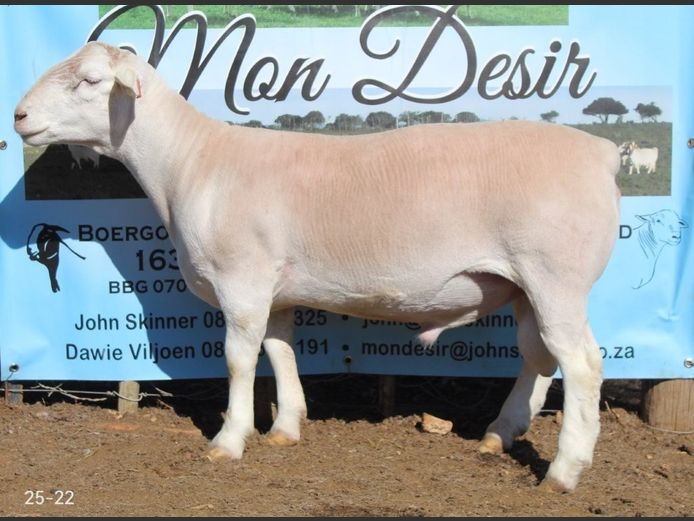25-22 | Mon Desir Dorpers