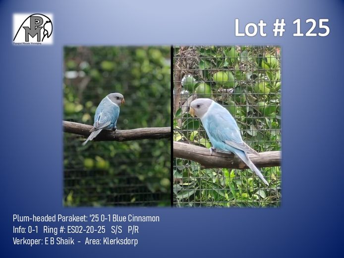 0-1 '25 Plum-headed Parakeet: Blue Cinnamon - E B Shaik