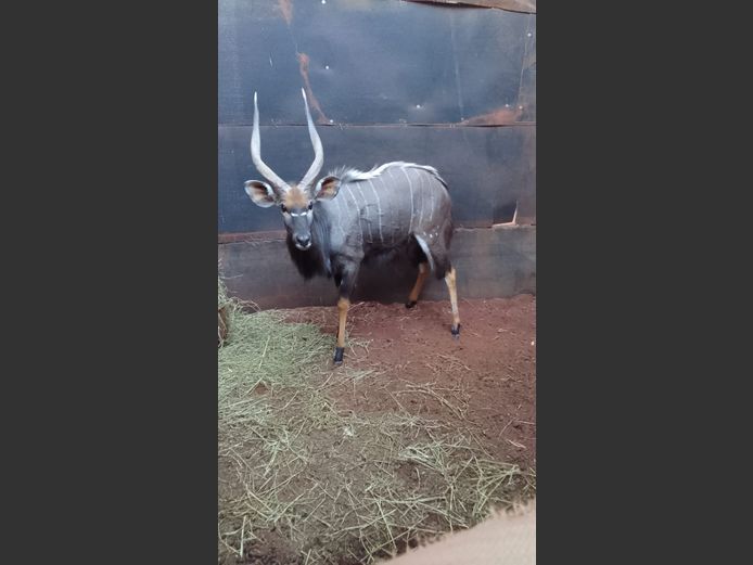 NJALA BUL