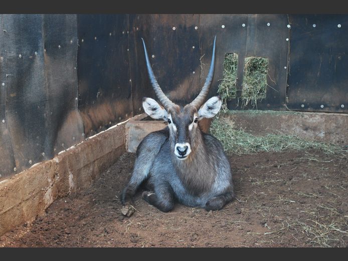 WATERBUCK | HELICON