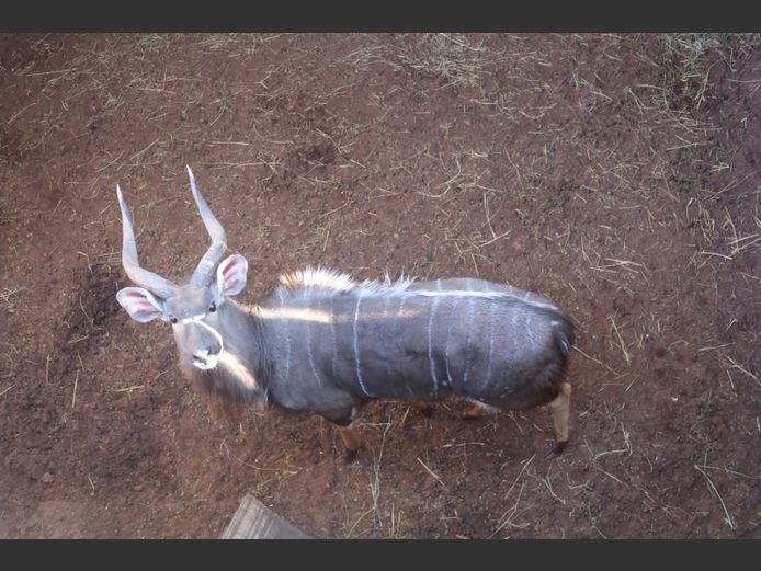 Njala Bul