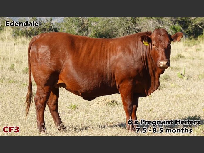 Commercial Females | Edendale