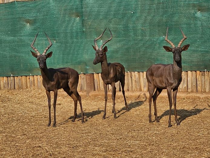 BLACK IMPALA | NADA GAME