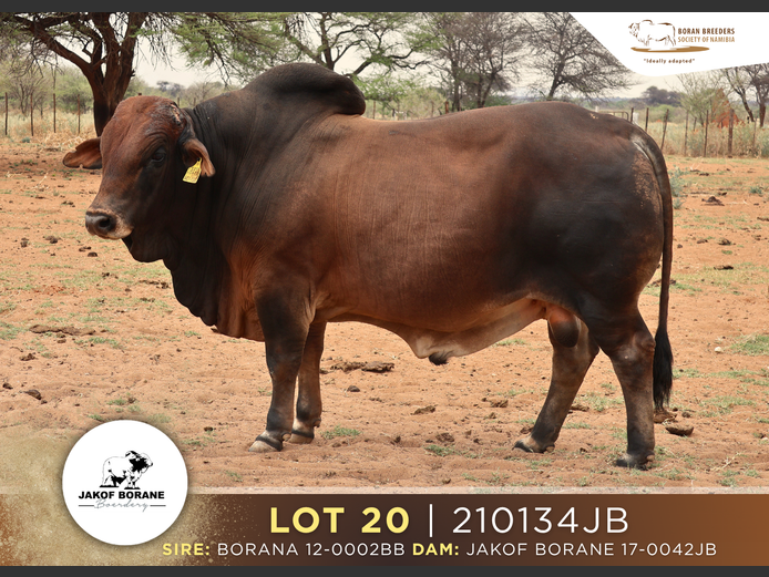 21-0134JB | JAKOF BORANE