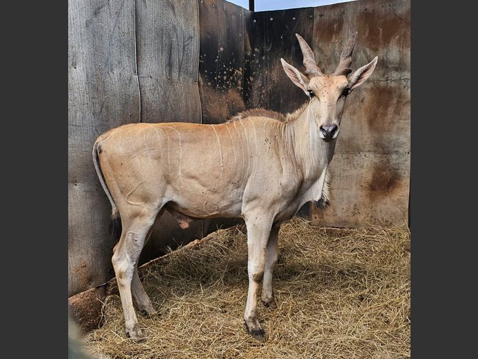 LIVINGSTONE ELAND | THOLLOS