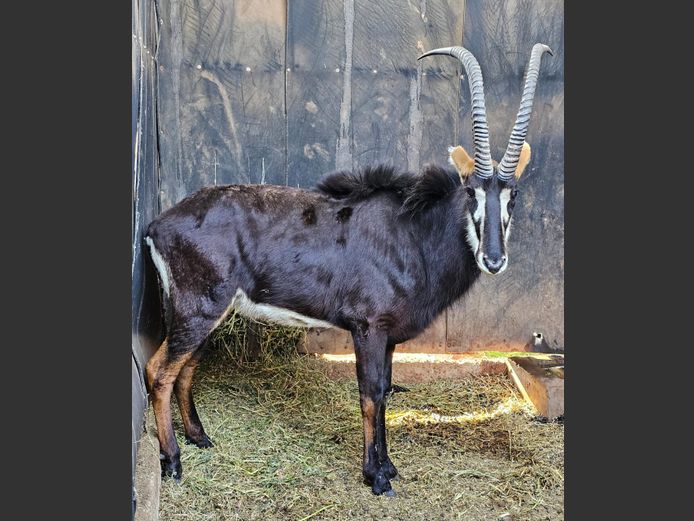 SABLE 38" | DE KOCK BDY