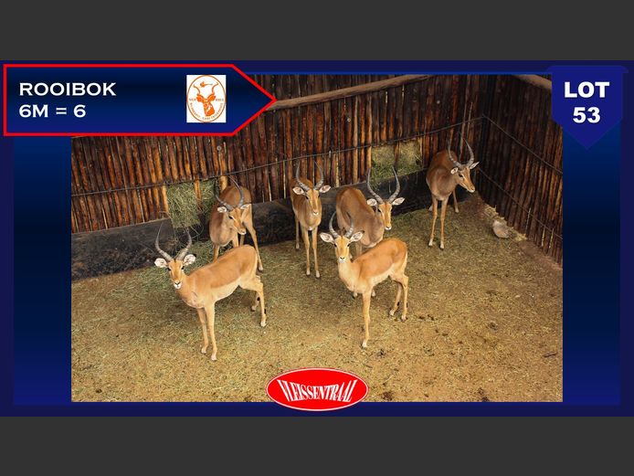 Rooibok | PAFOS FARMING