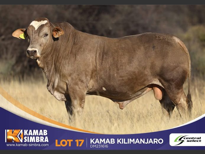 DM231616 | KAMAB SIMBRA