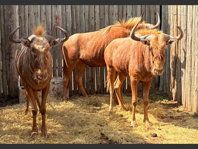Goue Wildebees Bulle