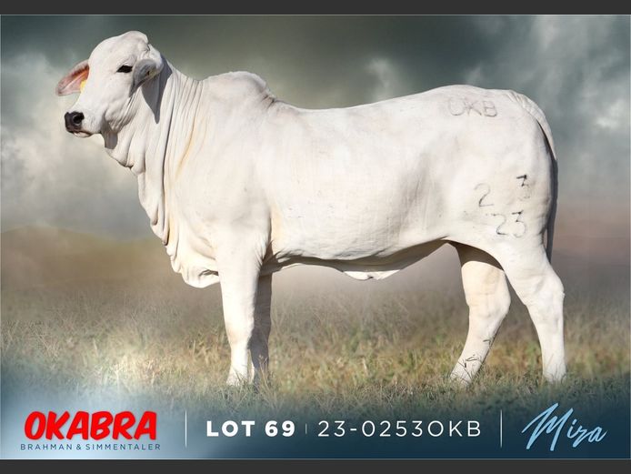 23-0253 OKB | OKABRA BRAHMAN