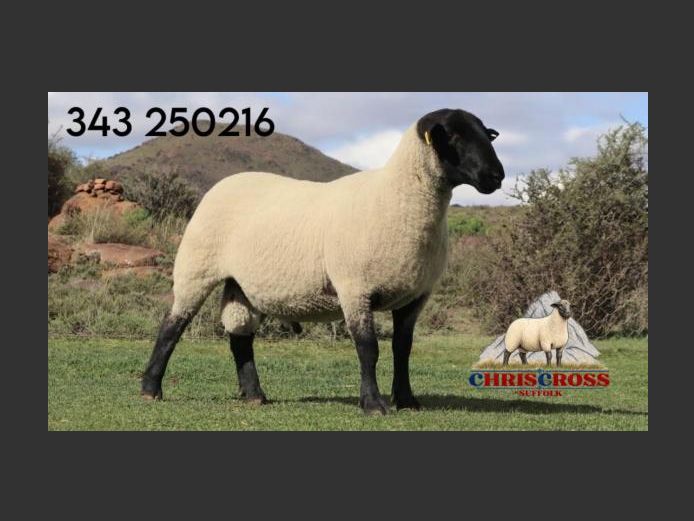343250216 | CHRISCROSS SUFFOLKS