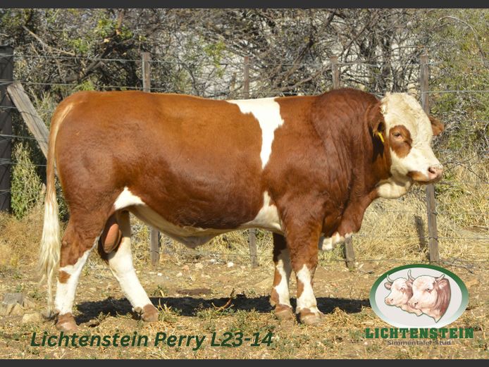 L2314 | LICHTENSTEIN SIMMENTALER STUD