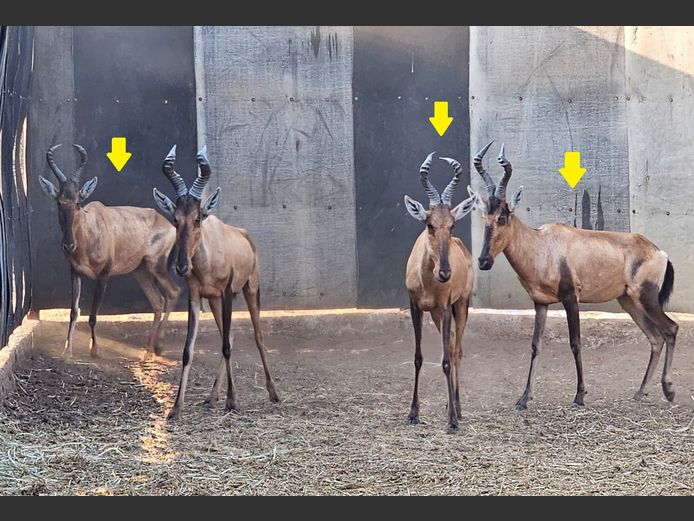 RED HARTEBEEST | HUGOMOD