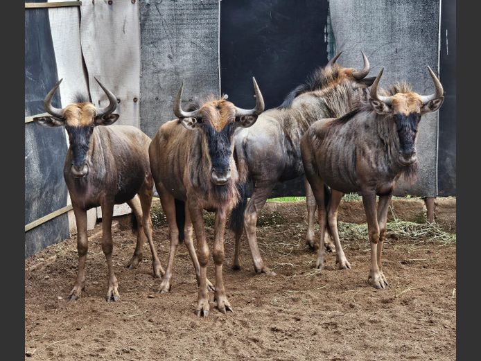 BLUE WILDEBEEST | BIG HORN