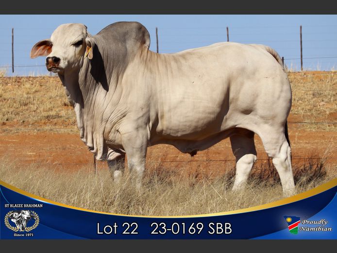 23-0169 SBB | ST BLAIZE BRAHMAN