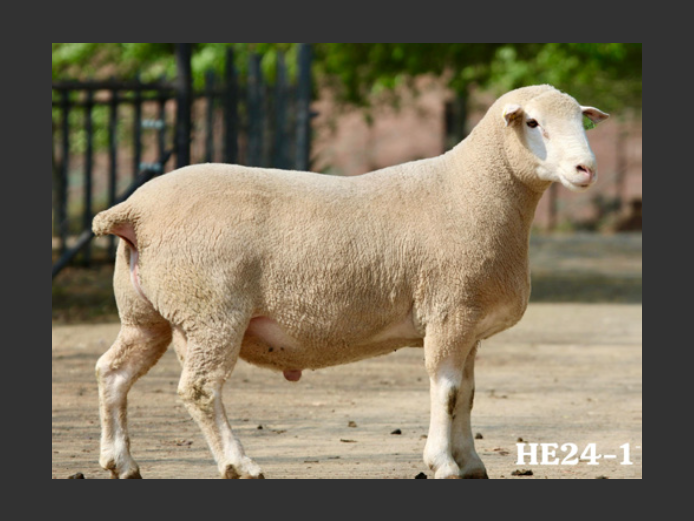 HE 240115 | EKSTEENS HATARI