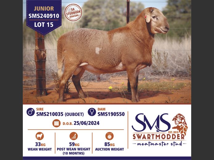 SMS240910 | SWARTMODDER MEATMASTER STUD