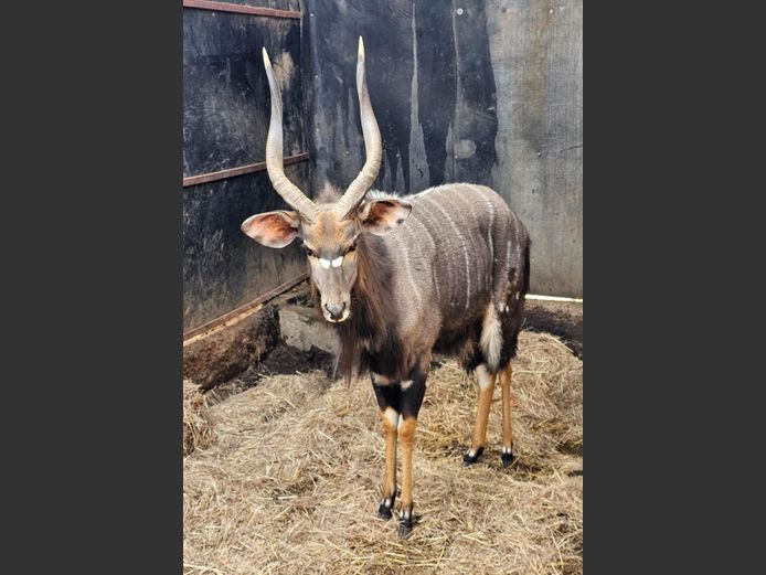 NYALA 26" | INTABA INDLE