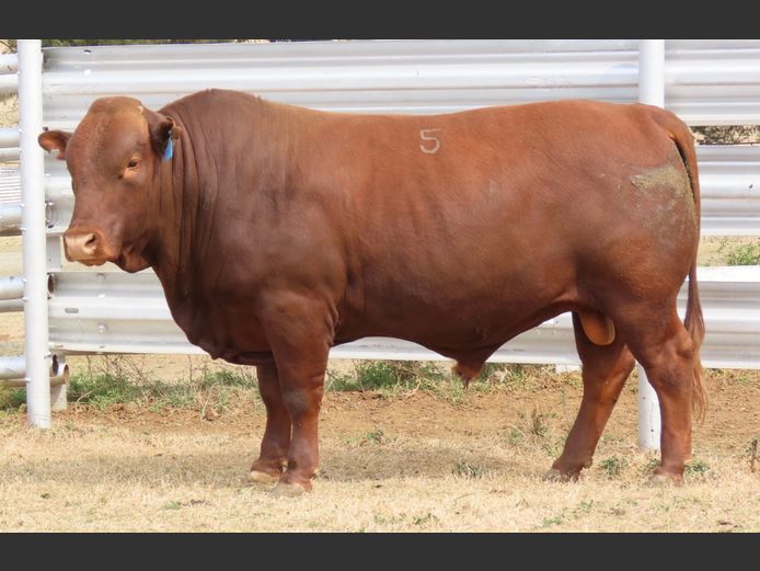 WDS 230139 | SWAERSHOEK BONSMARAS