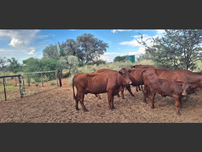 Commercial Animals | Denbot Bonsmaras