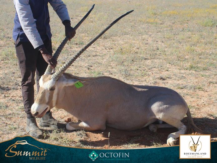 41" GOLDEN ORYX BULL