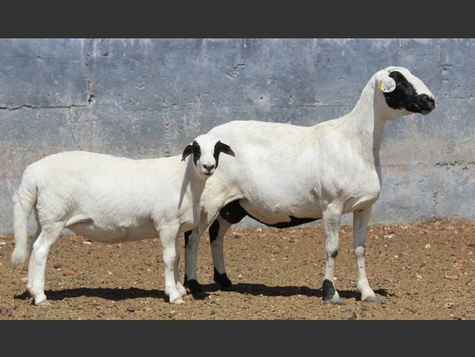 CRL 20.327 | Riaan Liebenberg - Hanri Meatmasters, Upington