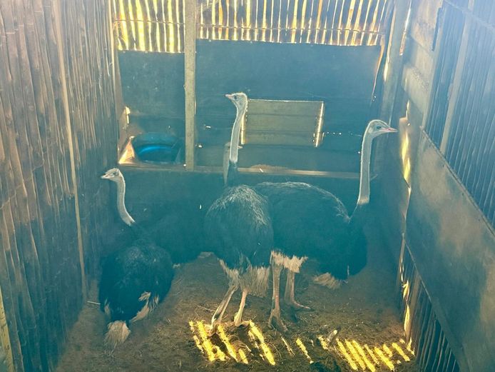 OSTRICHES | LITTLE HUT